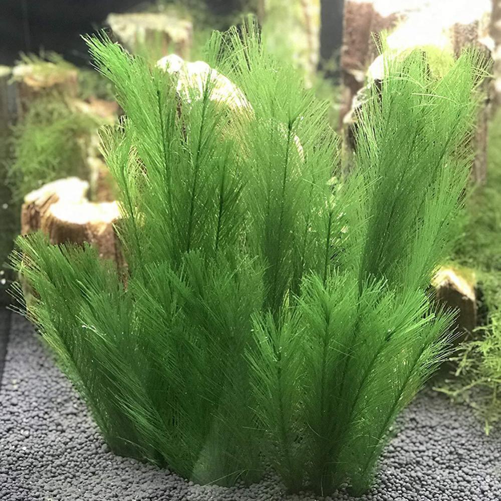 1/3Pcs 28/40cm Aquarium Fish T - огляд і ціна Aquarium Plants Live