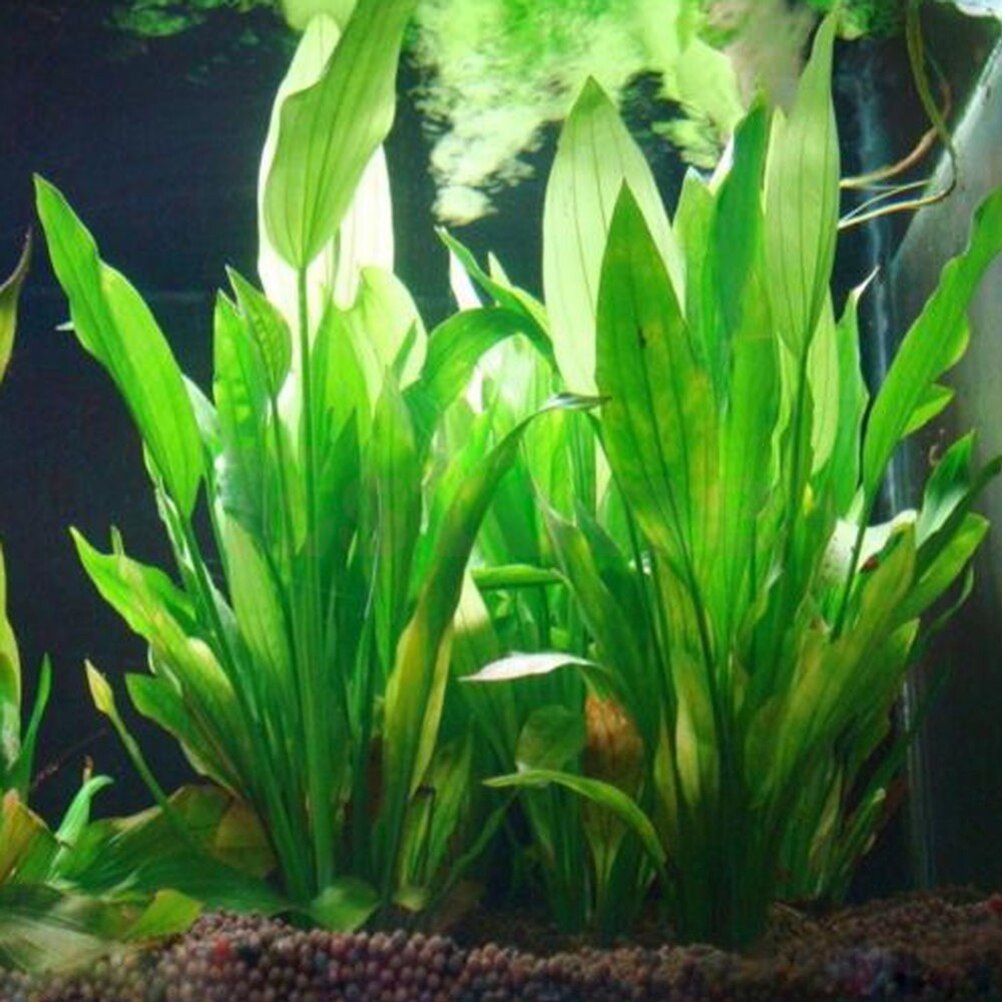 15cm Artificial Aquarium Decor - огляд і ціна Aquarium Plants Live