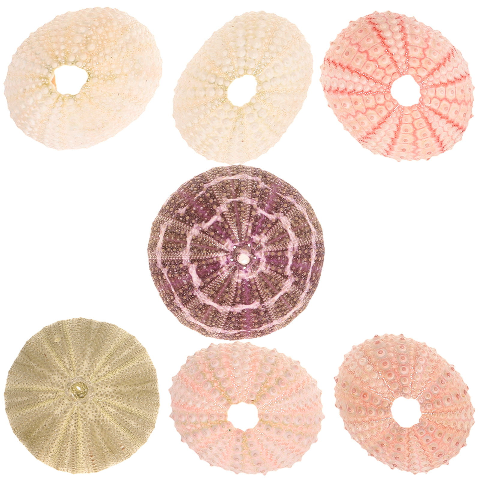 7Pcs Sea Urchins Shells Unique - огляд і ціна Aquarium Plant Holder