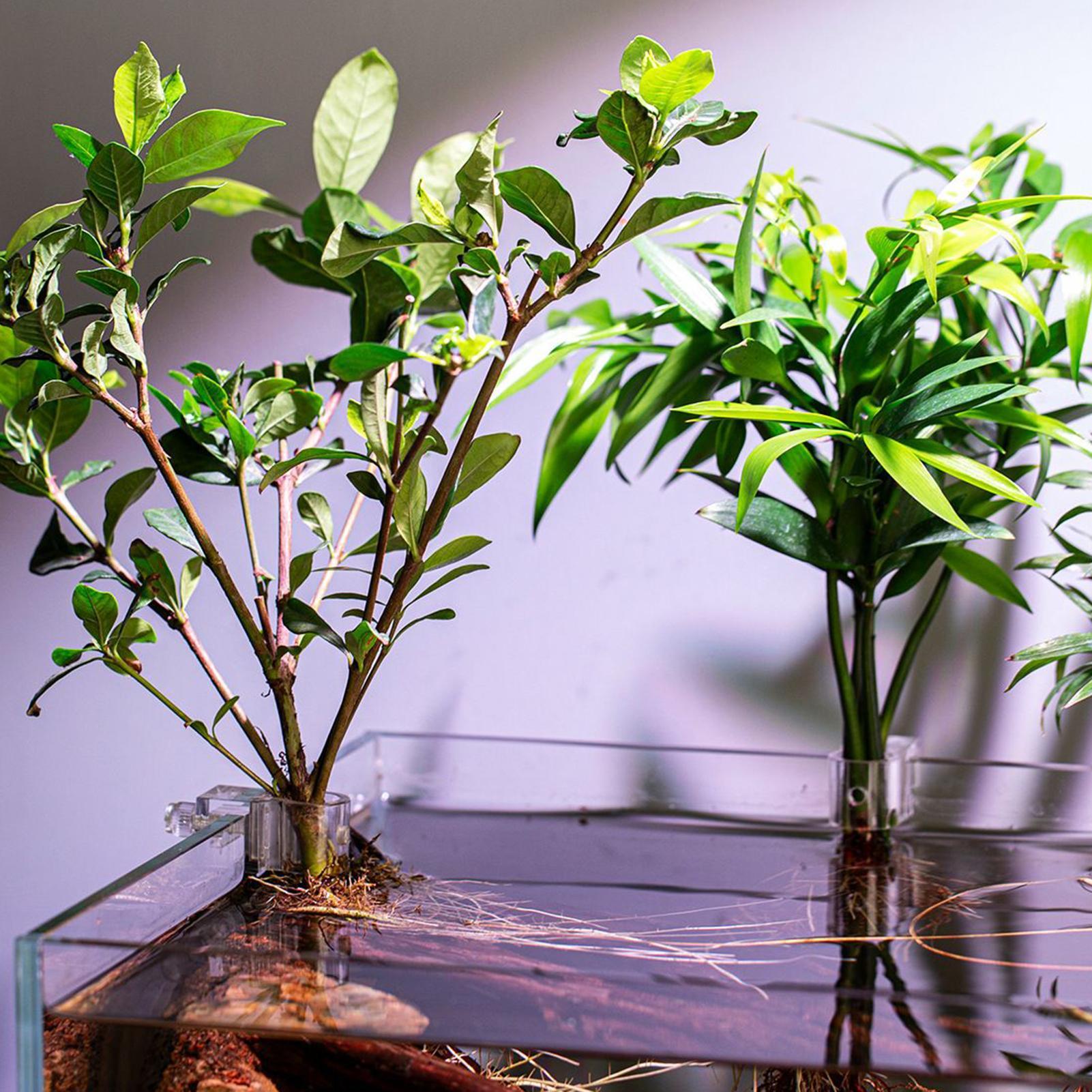 Mini Fish Tank Planter Pot 6Pc - огляд і ціна Aquarium Plants Live