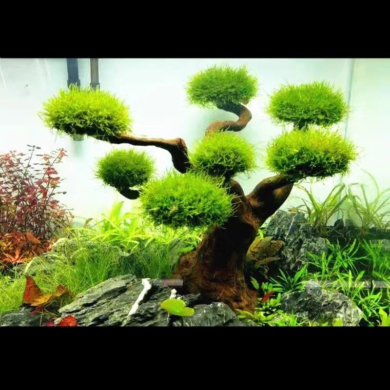 Aquarium Driftwood Landscaping - огляд і ціна Aquarium Plant Substrate